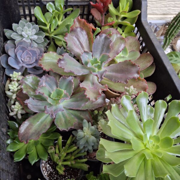 Mi tierra cactus Spa