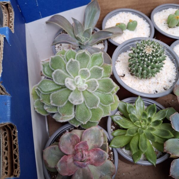 Mi tierra cactus Spa