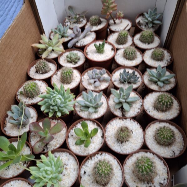 Mi tierra cactus Spa